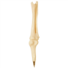 Knee Joint Bone Pens White